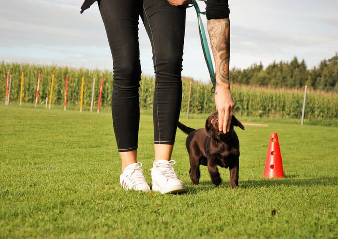 Welpenschule © Hundeschule gooddog 