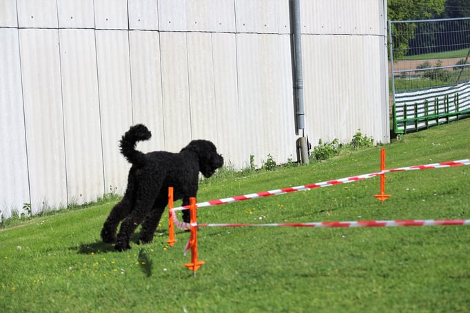 Longierkurs © Hundeschule gooddog