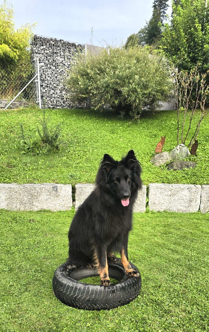 SpassSport © Hundeschule gooddog