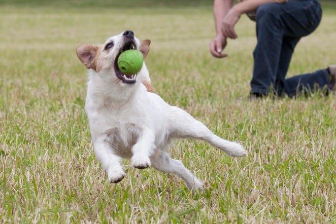 Spielen mit Hund © Hundeschule gooddog