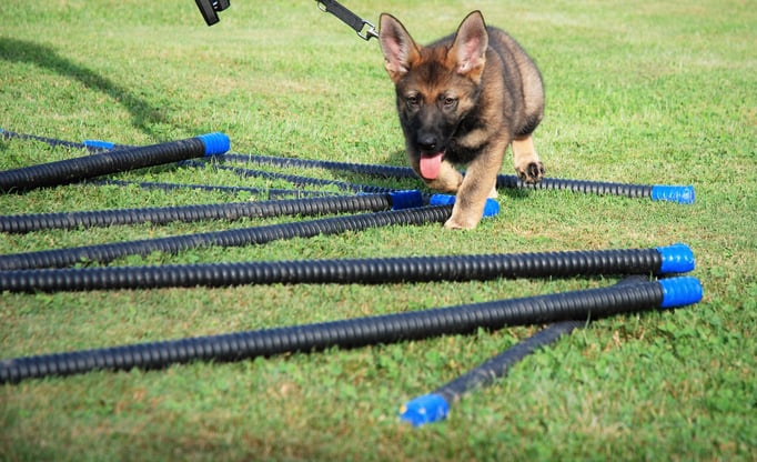 Welpenschule © Hundeschule gooddog 