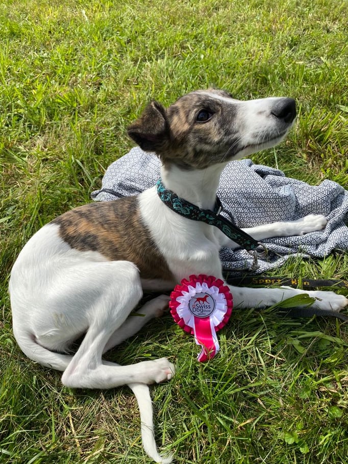 Ringtraining © Hundeschule gooddog