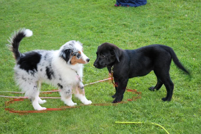 Welpenschule © Hundeschule gooddog 