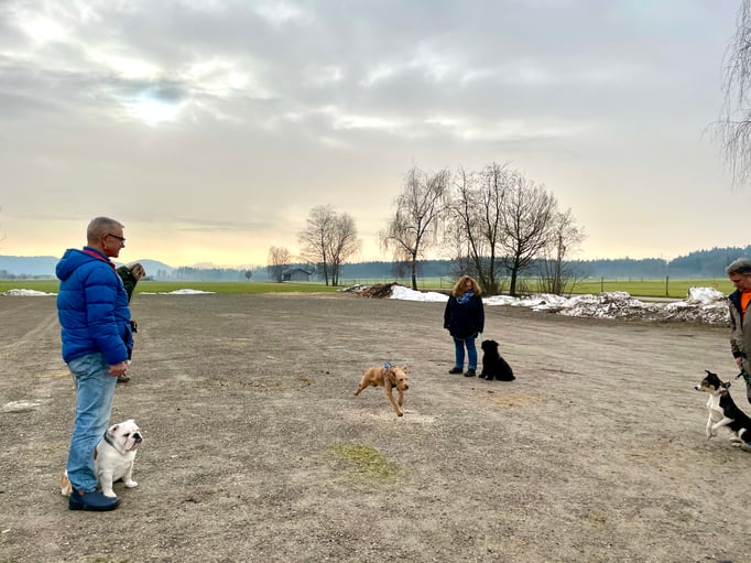 Rückruftraining © Hundeschule gooddog