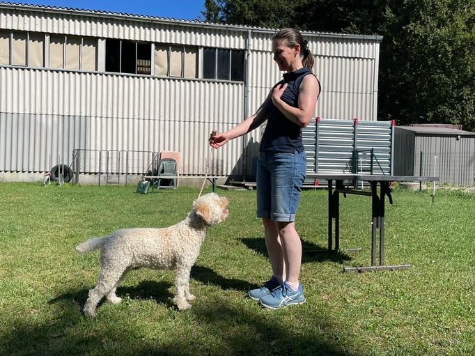Ringtraining © Hundeschule gooddog