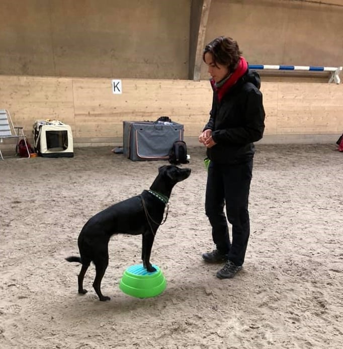 Clicker-Training © Hundeschule gooddog