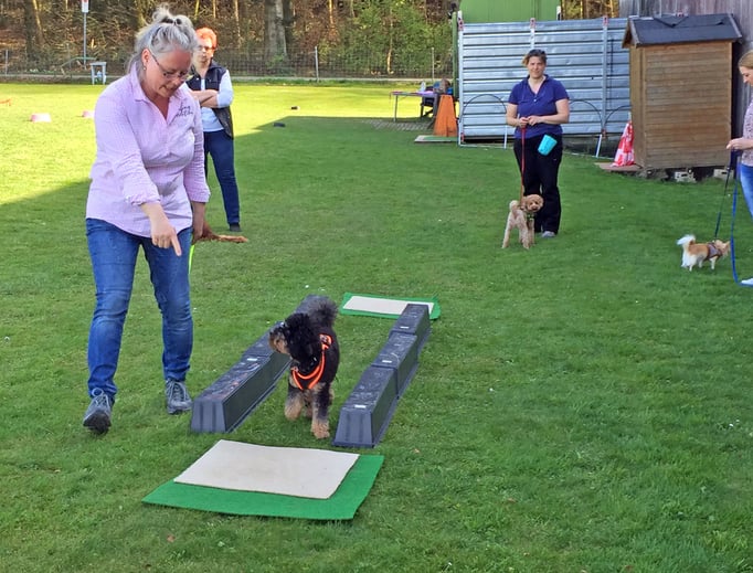 Zwergligruppe/Zwerghunde © Hundeschule gooddog