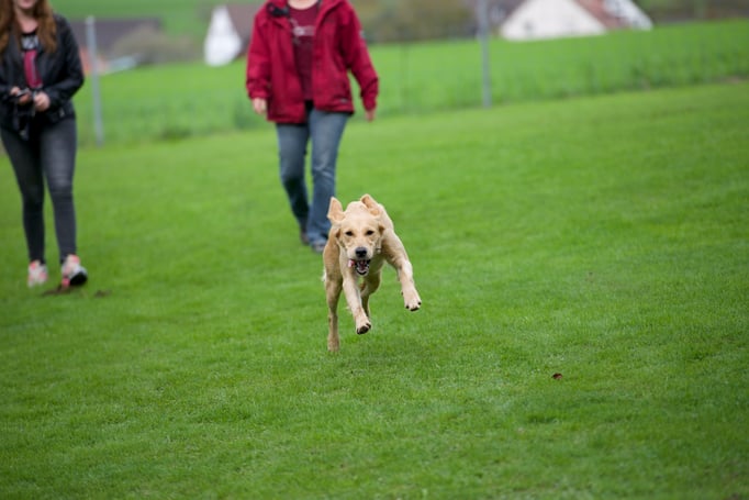 Rückruftraining © Hundeschule gooddog