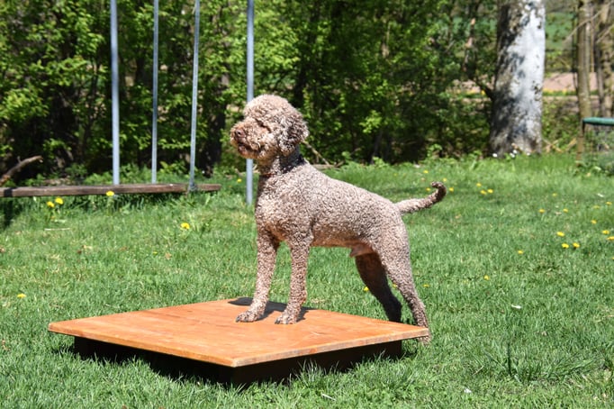 SpassSport © Hundeschule gooddog