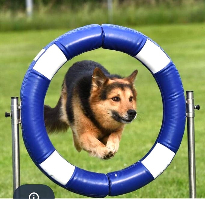 Agility @ Hundeschule gooddog