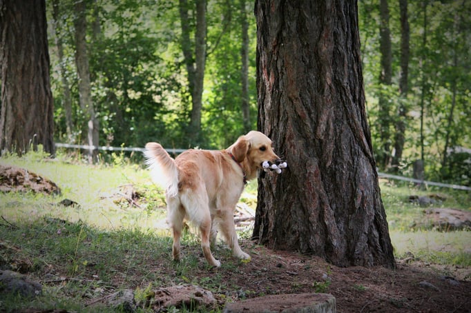 SpassSport © Hundeschule gooddog