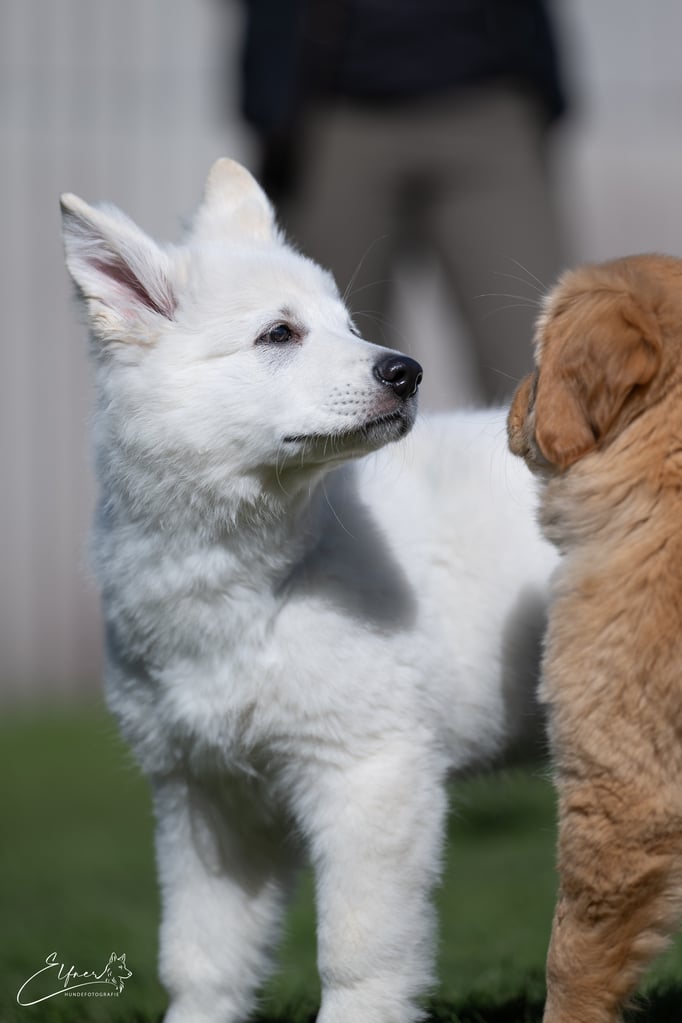 Welpenschule © Hundeschule gooddog 
