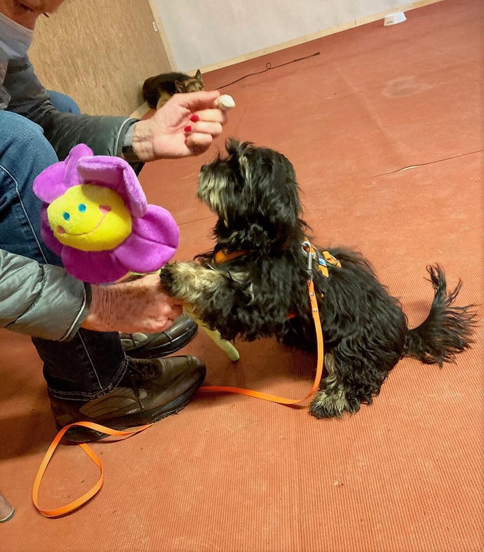 Zwergligruppe/Zwerghunde © Hundeschule gooddog