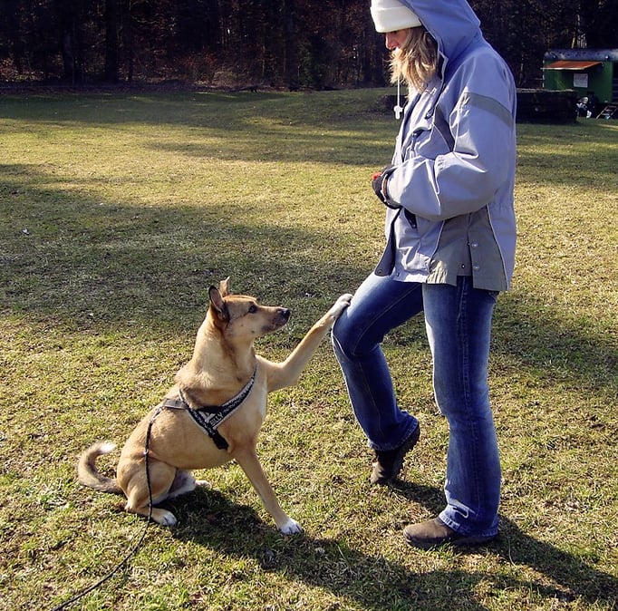 Clicker-Training © Hundeschule gooddog