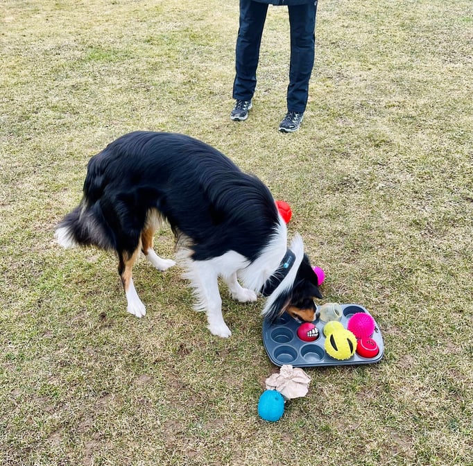 Spielen mit Hund © Hundeschule gooddog