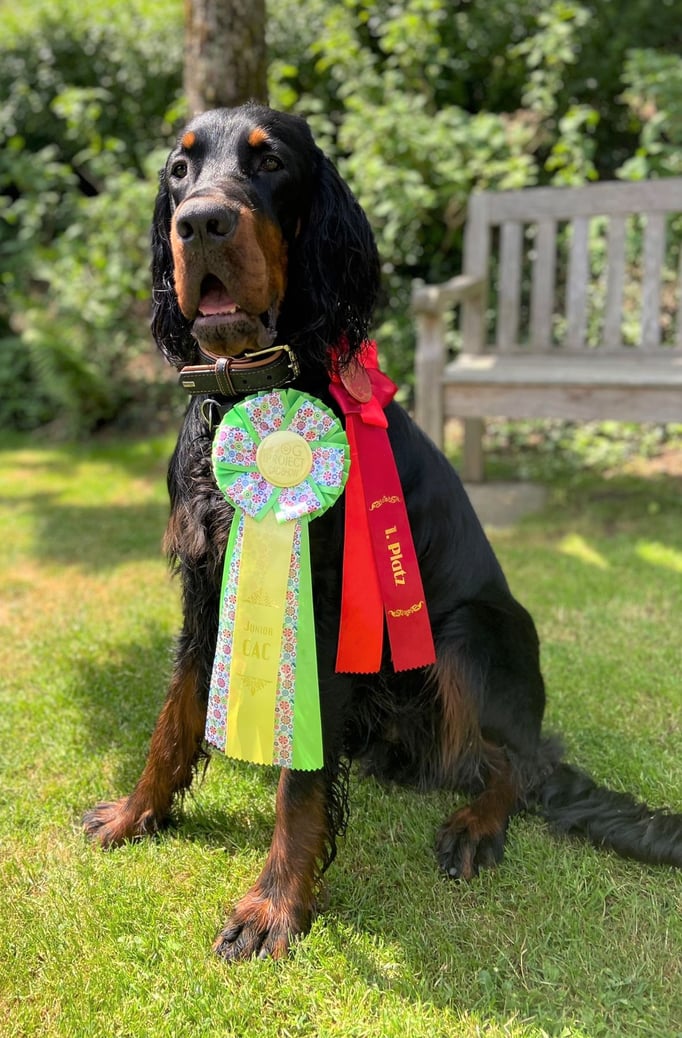 Ringtraining © Hundeschule gooddog