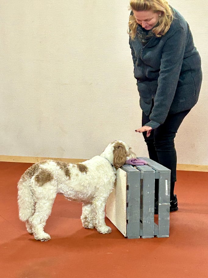 Clicker-Training © Hundeschule gooddog