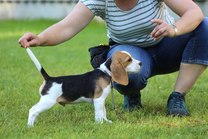 Ringtraining © Hundeschule gooddog