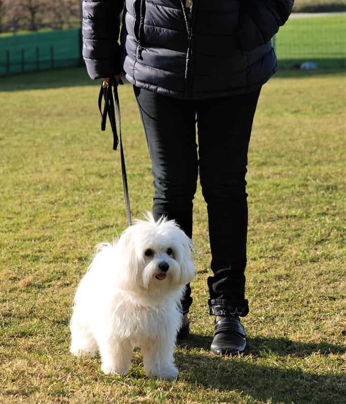 Zwergligruppe/Zwerghunde © Hundeschule gooddog