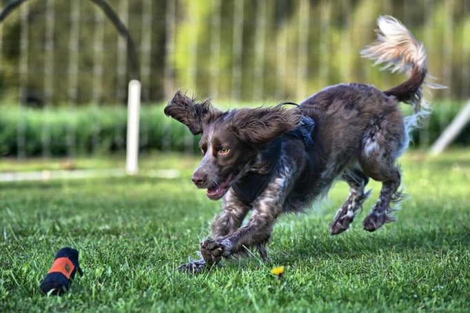 Spielen mit Hund © Hundeschule gooddog