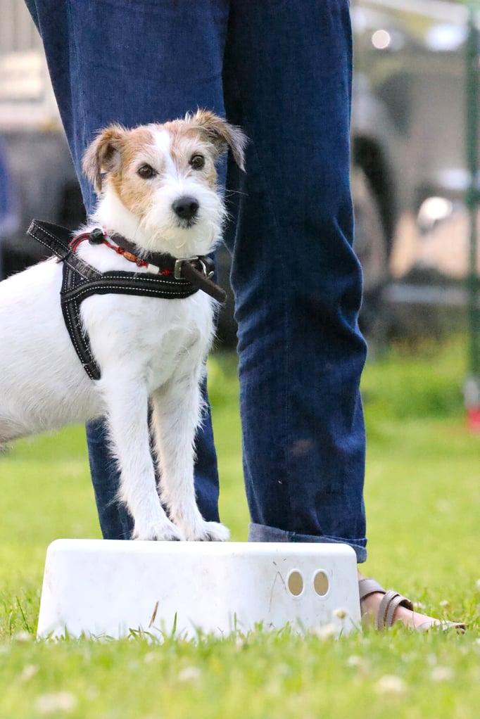 Zwergligruppe/Zwerghunde © Hundeschule gooddog