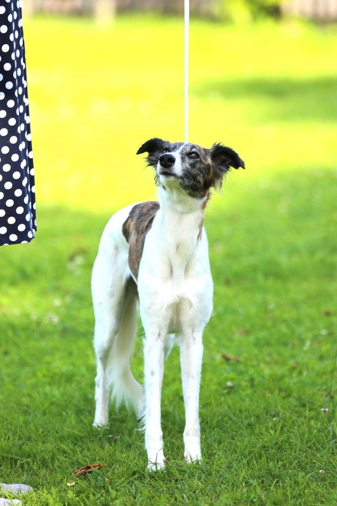 Ringtraining © Hundeschule gooddog