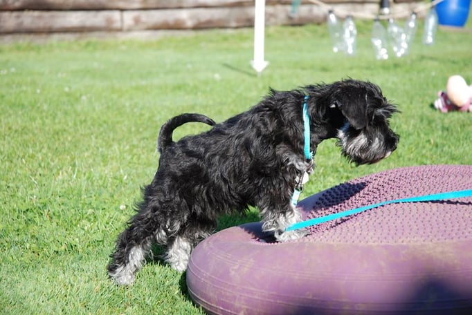 Zwergligruppe/Zwerghunde © Hundeschule gooddog