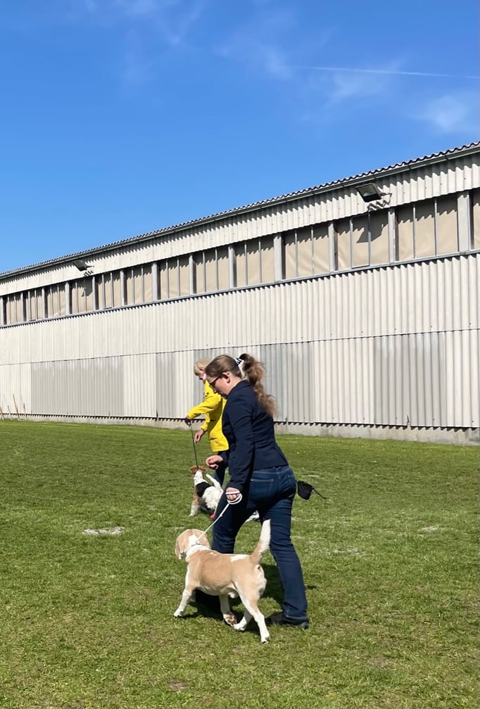 Ringtraining © Hundeschule gooddog