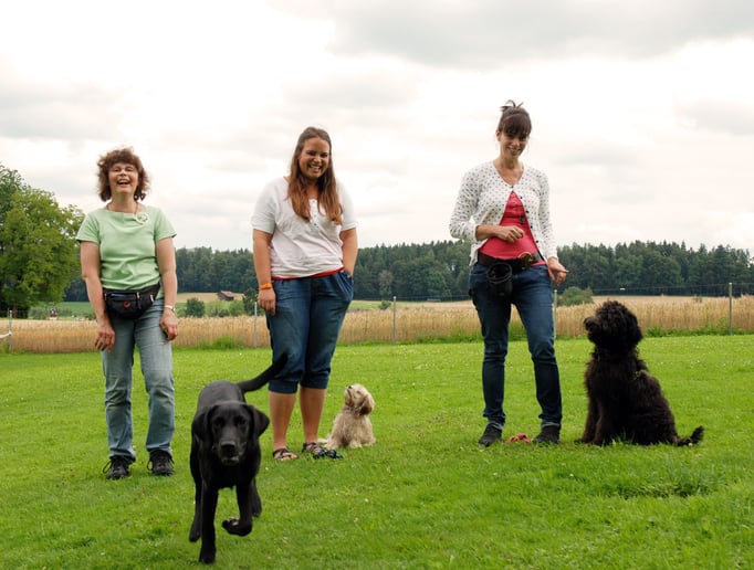 Junghundekurs © Hundeschule gooddog