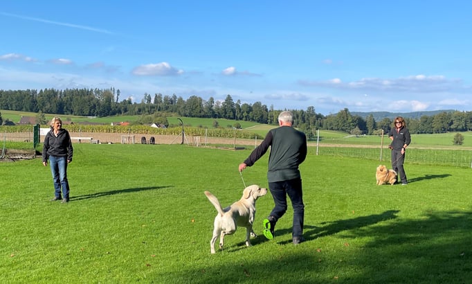 Ringtraining © Hundeschule gooddog