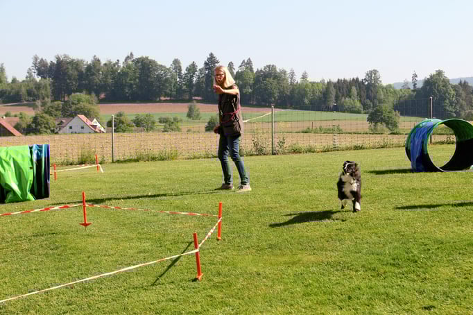 Longierkurs © Hundeschule gooddog