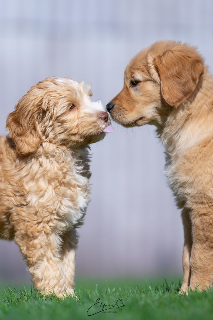 Welpenschule © Hundeschule gooddog 