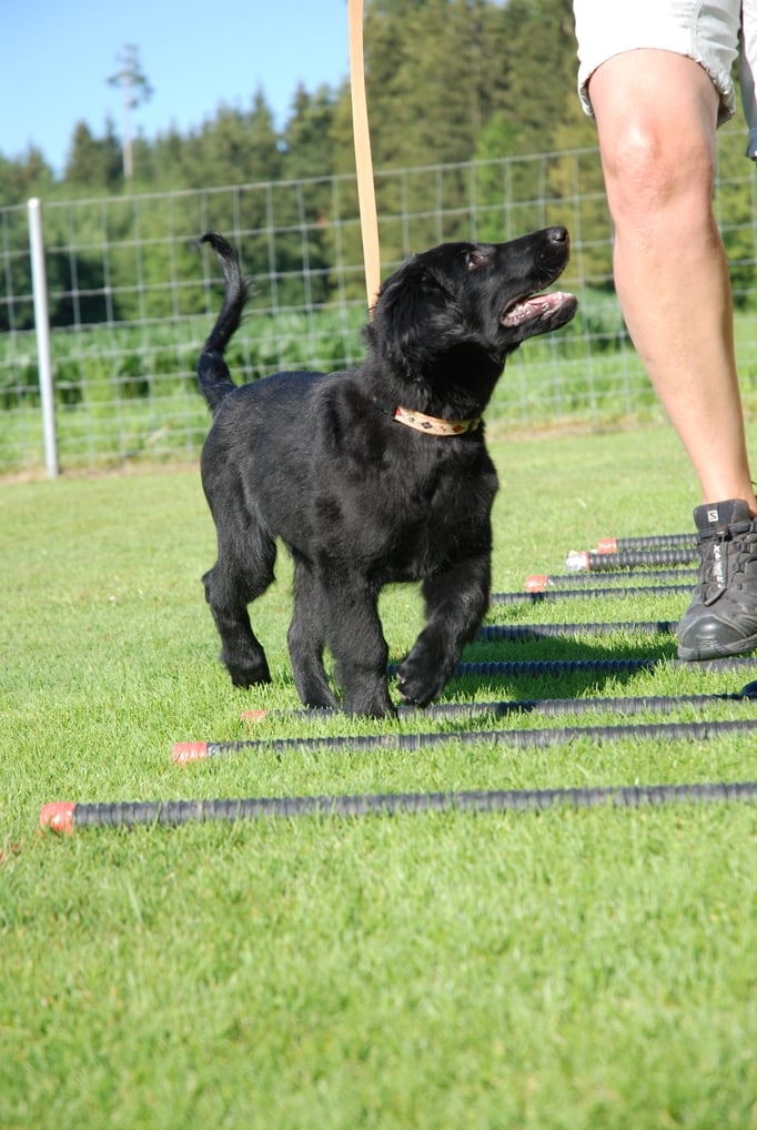 Flat Coated Retriever Welpenschule © Hundeschule gooddog