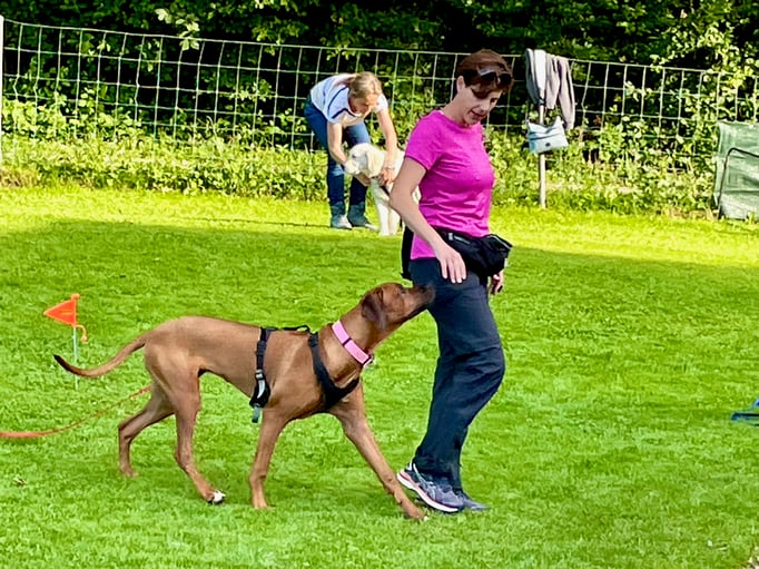 Junghundekurs © Hundeschule gooddog