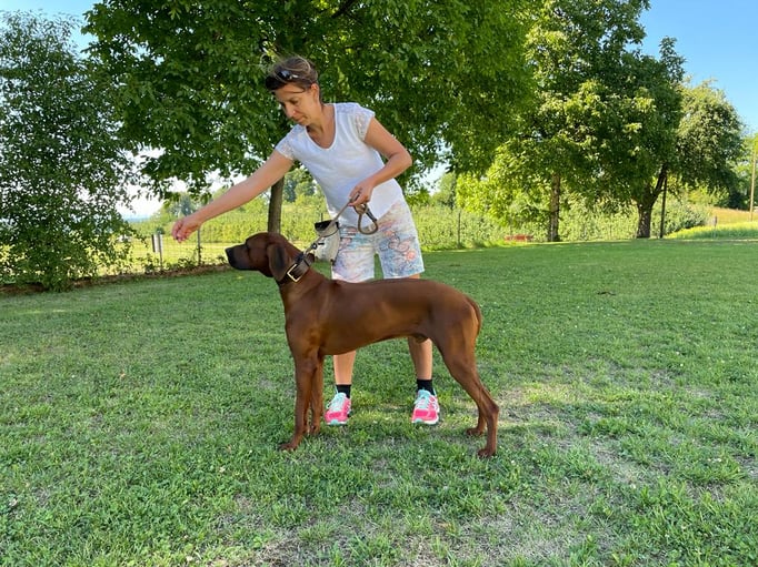 Ringtraining © Hundeschule gooddog