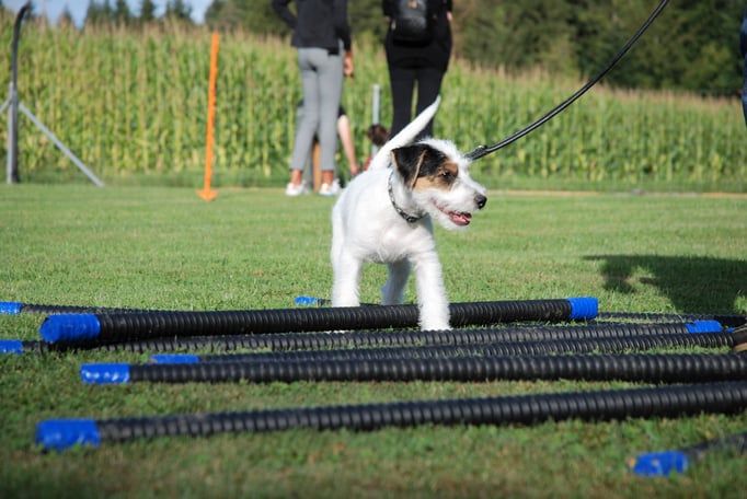 Welpenschule © Hundeschule gooddog 