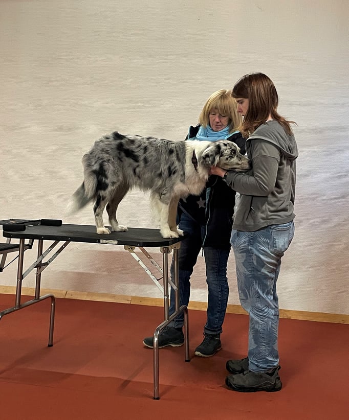 Clicker-Training © Hundeschule gooddog