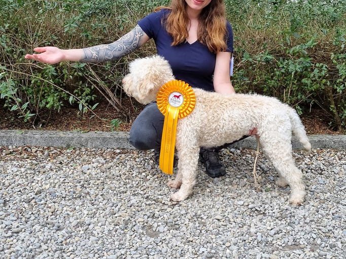 Ringtraining © Hundeschule gooddog