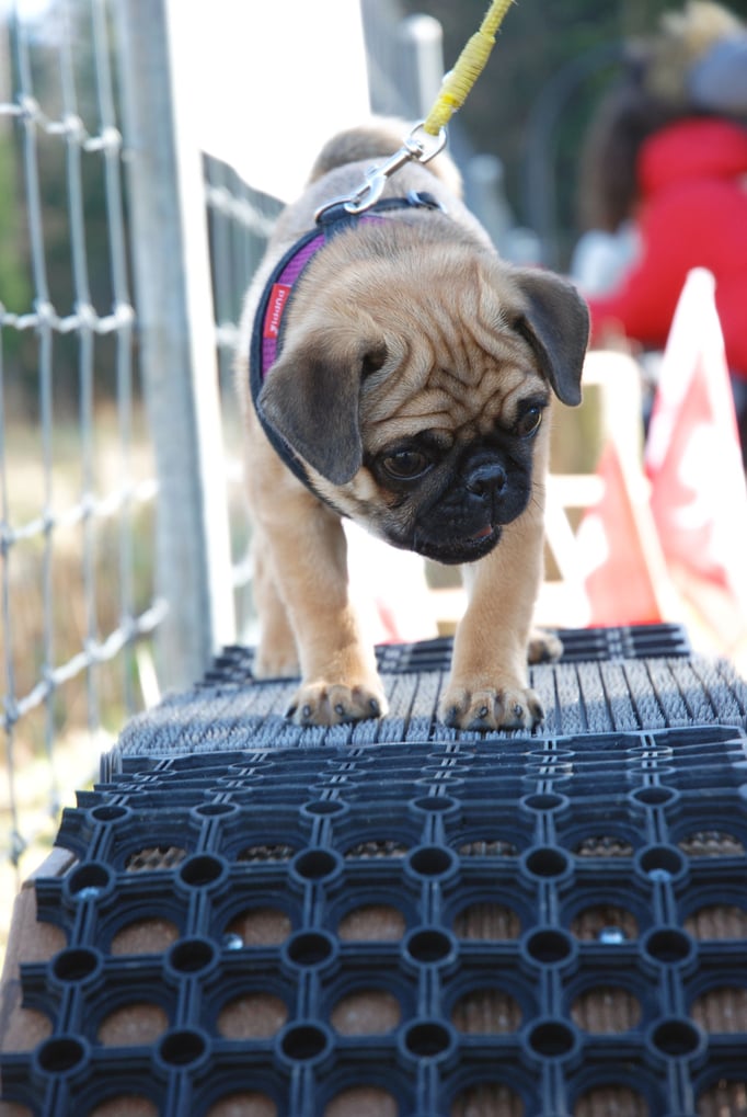 Zwergligruppe/Zwerghunde © Hundeschule gooddog
