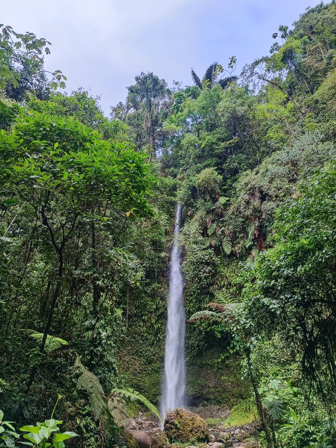 Auf der Dschungeltour