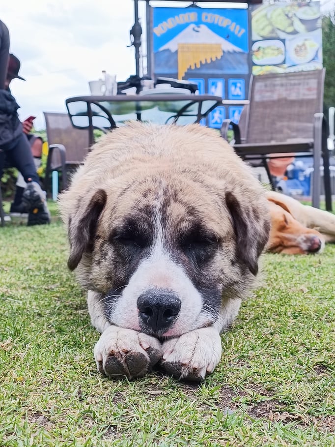 ...sie bewachen meist unser Zelt