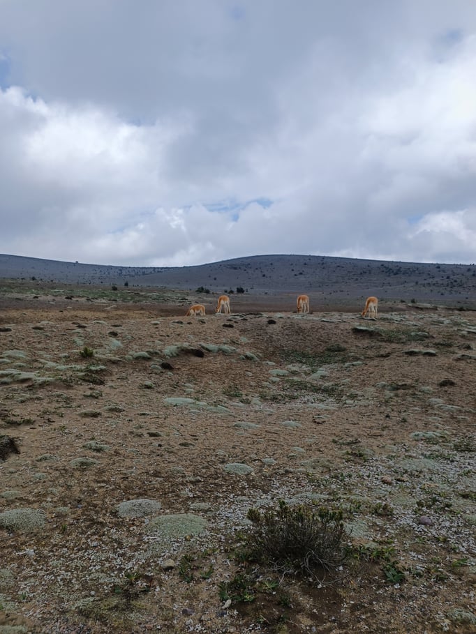 Weiter Richtung Chimborazo: Vicuna Sichtung