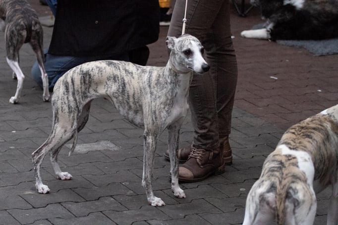 Daisy II of Gentle Mind