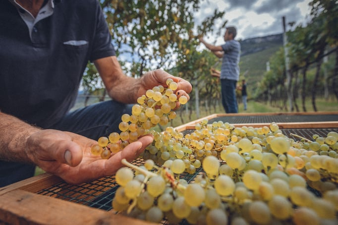 Fülle an kulinarischen Erlebnissen ©Garda Trentino
