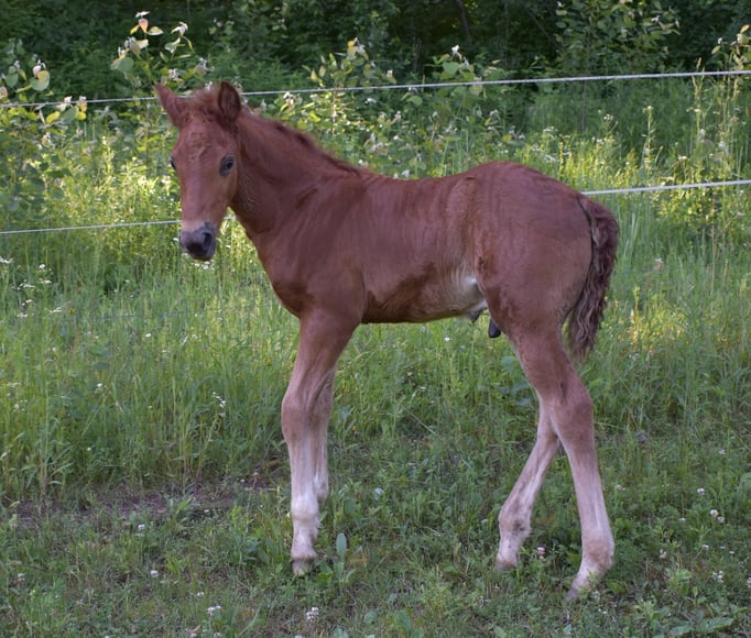 Ostara Silverdawn Adigio  2017 colt, dam Do More Shawnadawn