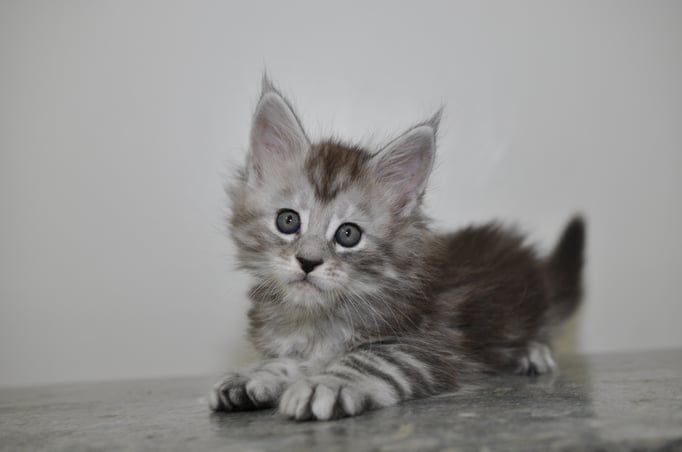 maine coon kittens for sale