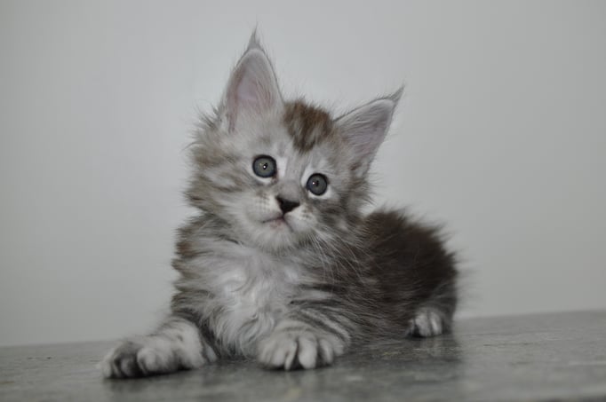 maine coon kittens for sale