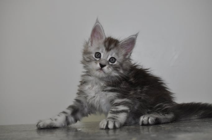 maine coon kittens for sale