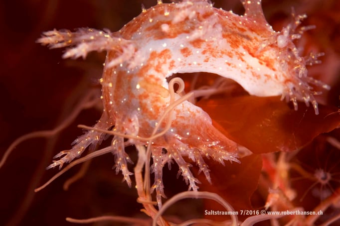  Biegsame Nacktschnecke © Robert Hansen