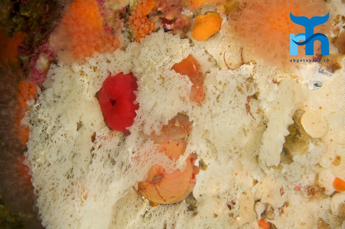  Schwämme und Anemonen in Nachbarschaft © Robert Hansen